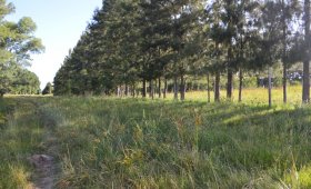 ¡Nuevo precio! Campo productivo en Dpto. Uruguay